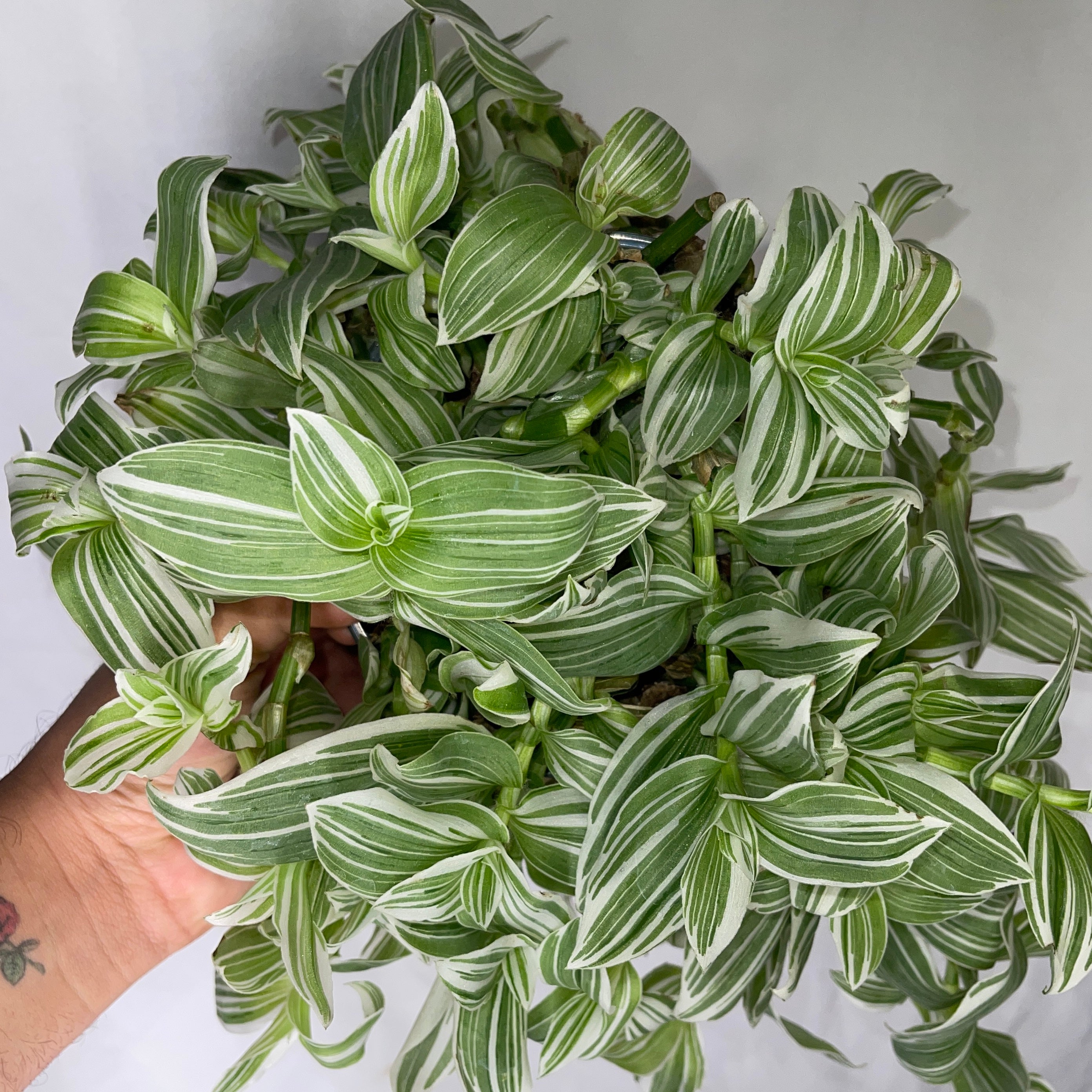 Tradescantia Pistachio White 6” Pot