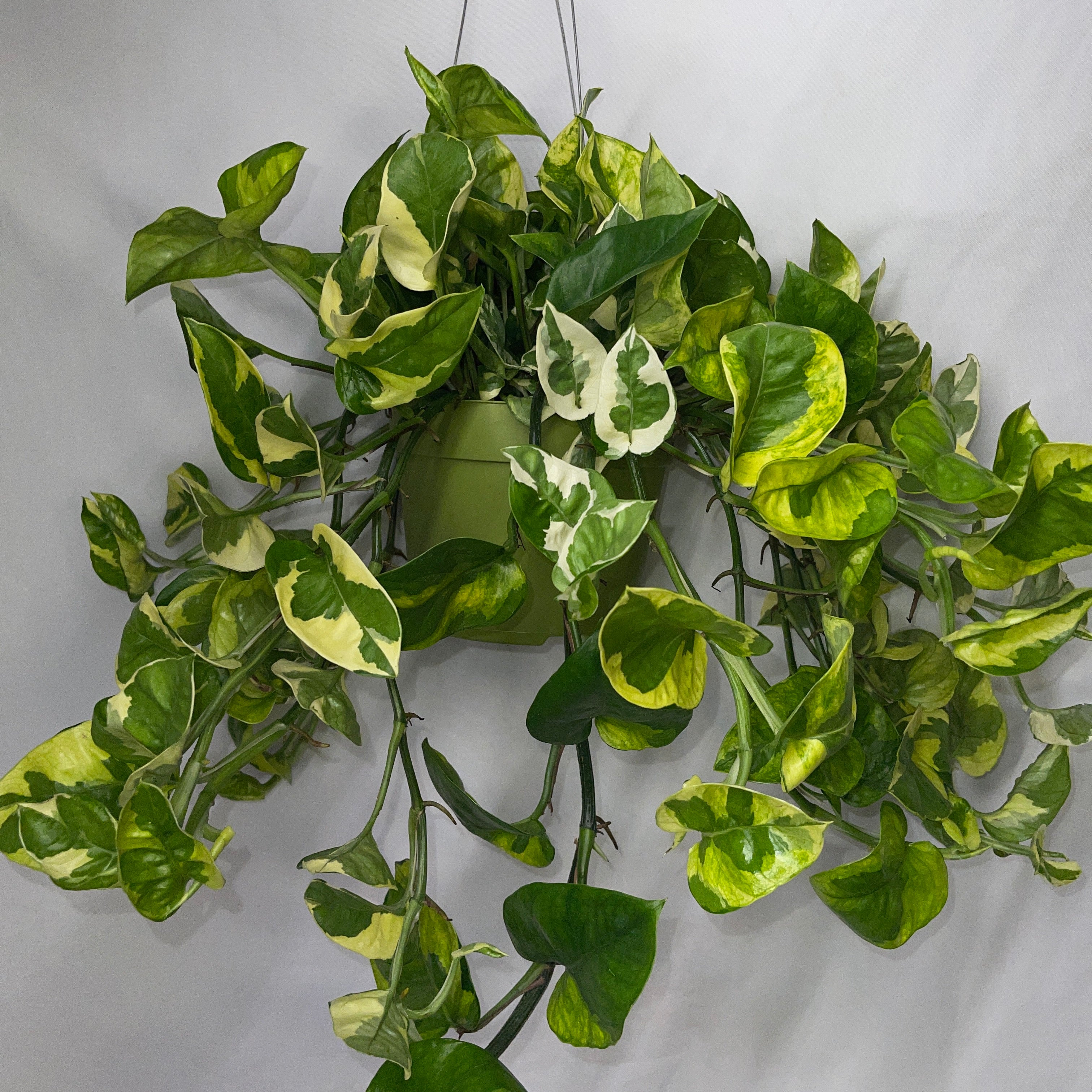 Monet Sol Pothos 6" Pot