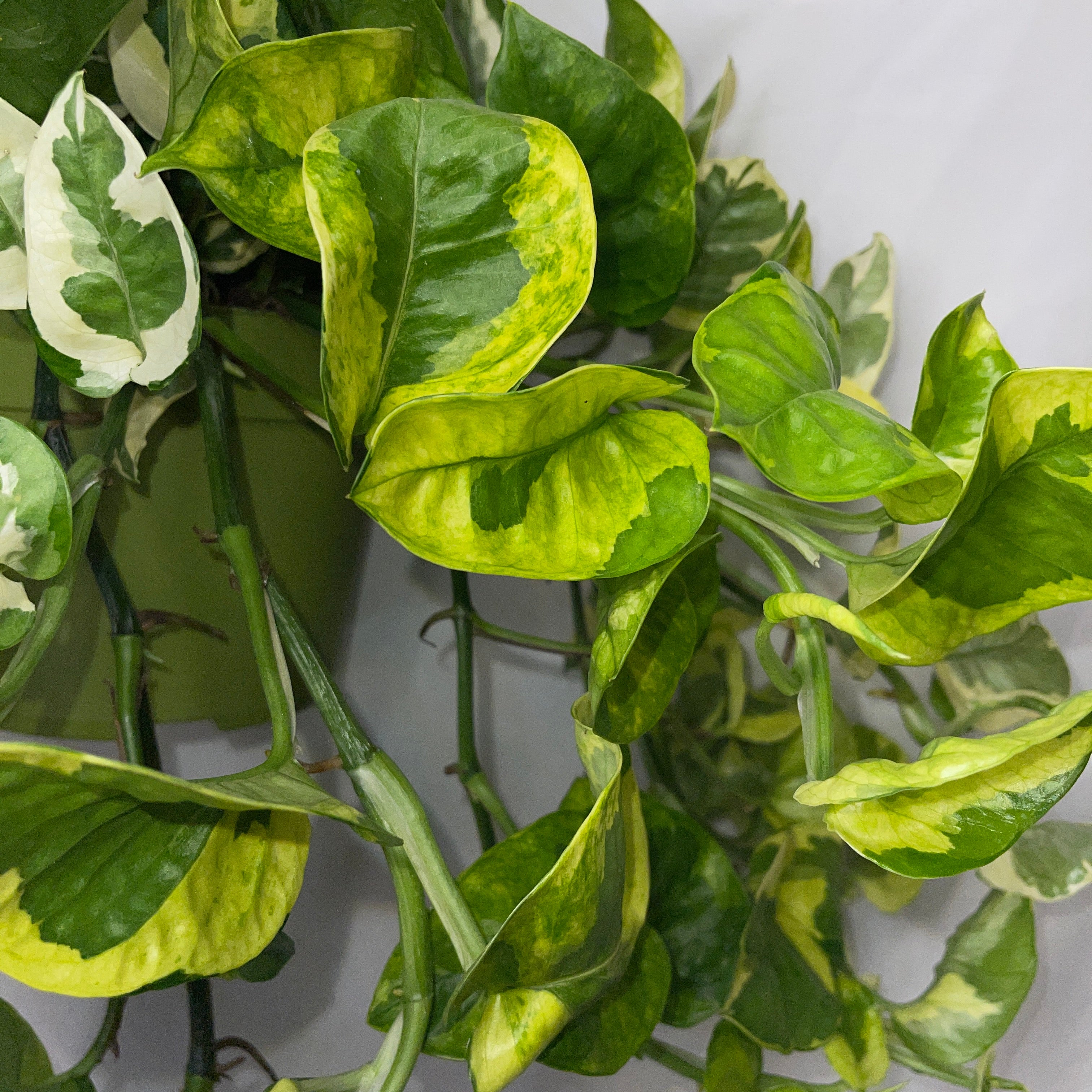 Monet Sol Pothos 6" Pot