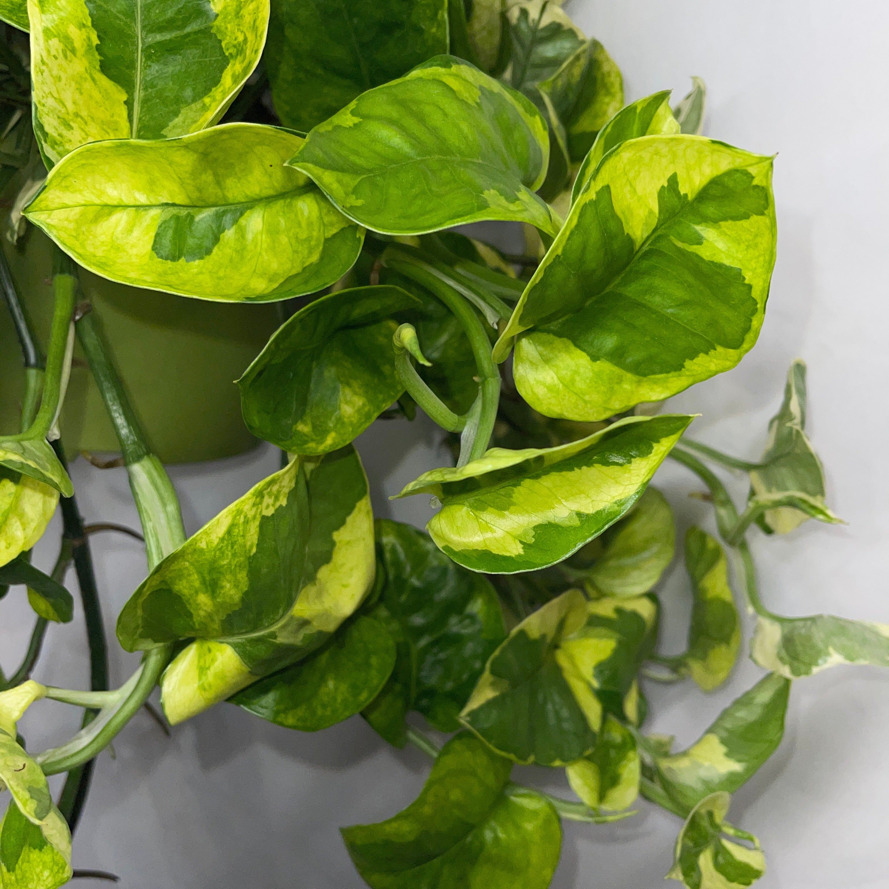 Monet Sol Pothos 6" Pot