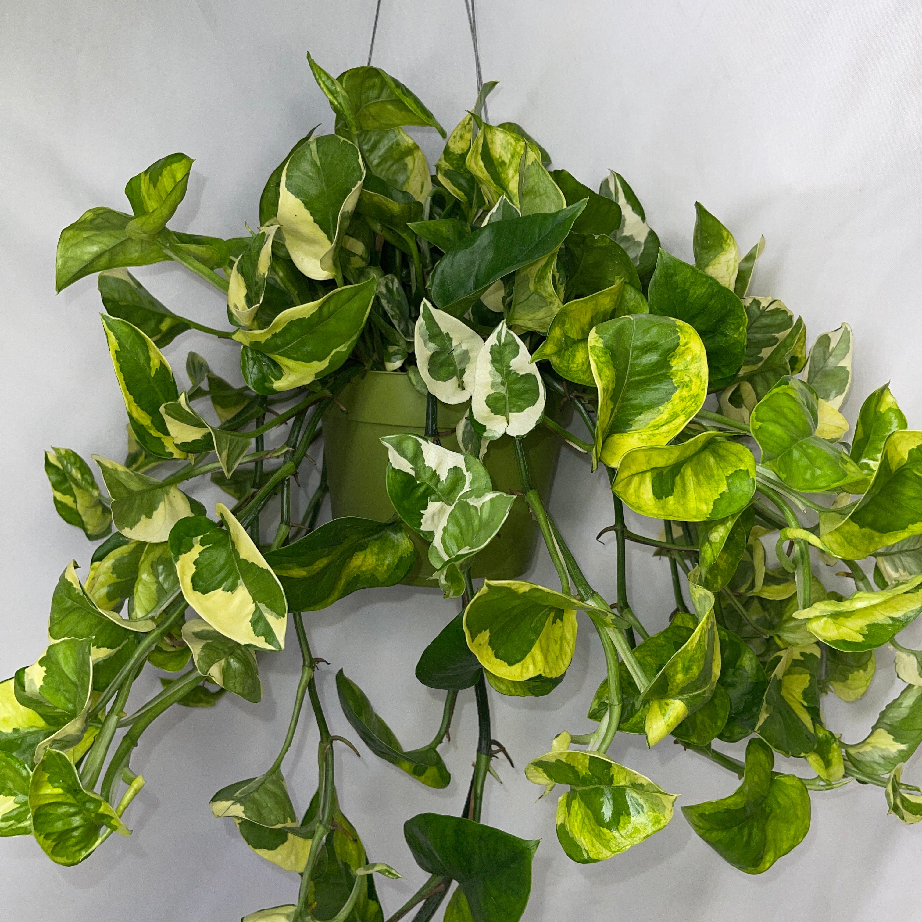 Monet Sol Pothos 6" Pot