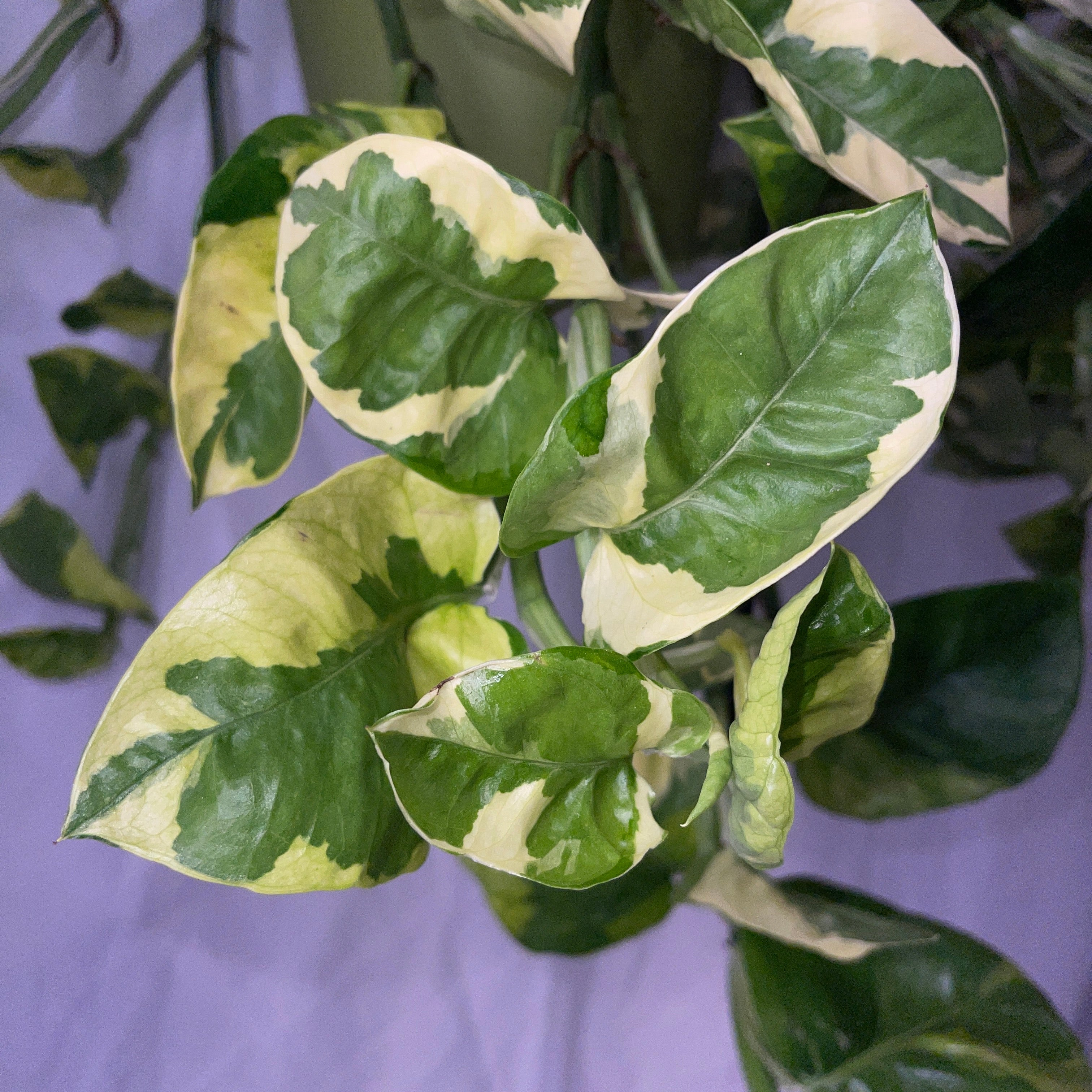 Monet Sol Pothos 6" Pot