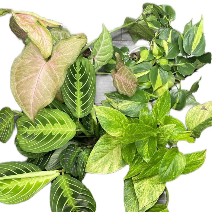 Mystery Plants Bundle Boxes