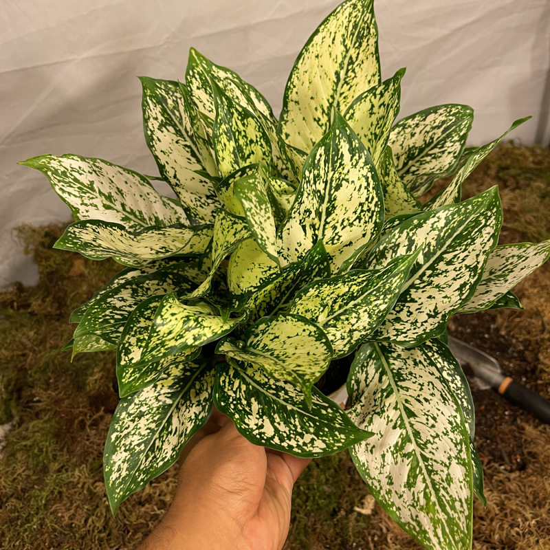 First Diamond Aglaonema 6" Pot