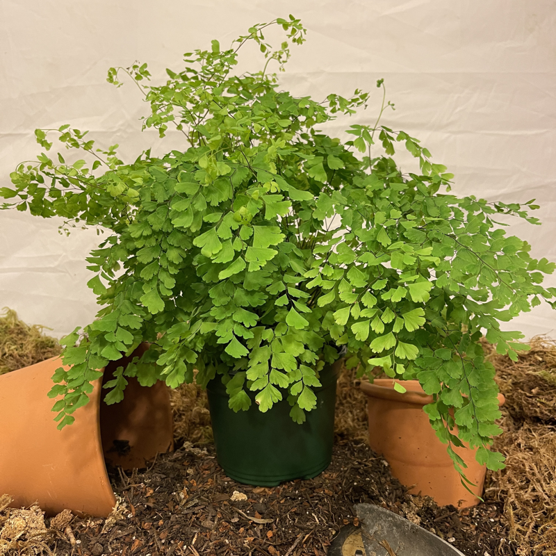 Maidenhair Fern 6" Pot