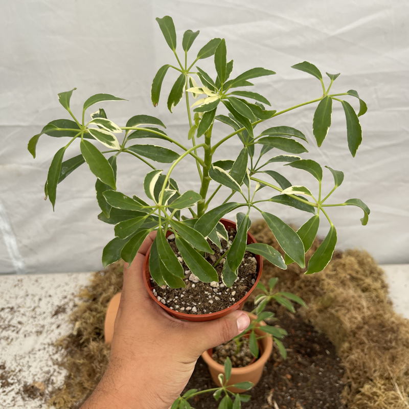 Variegated Umbrella Tree 4" Pot